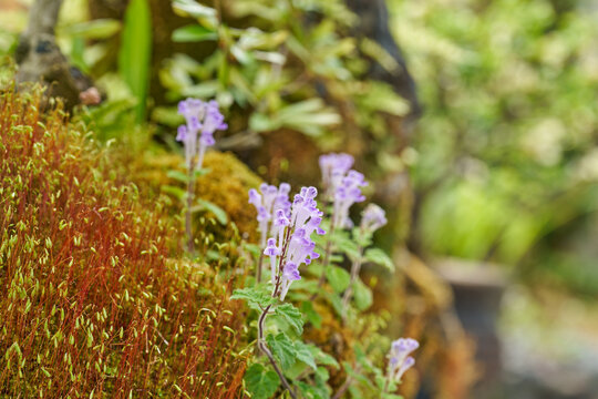 Purple Scutellaria indica skullcap flowers blooming among moss with green copy space