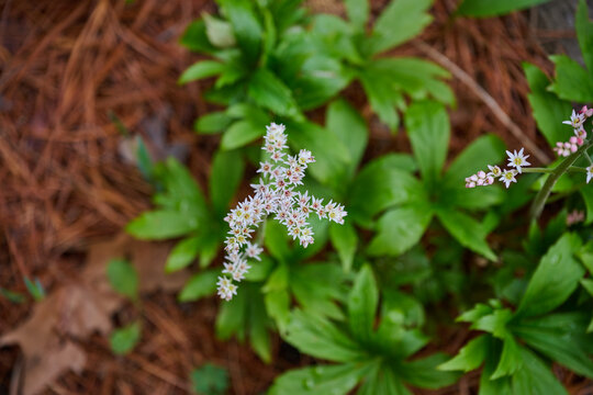 White Mukdenia rossii rockfoil flowers blooming above lush green leaves in spring