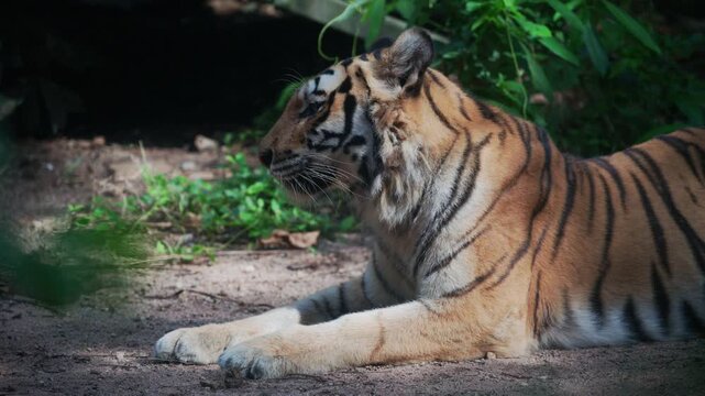 tiger in the zoo