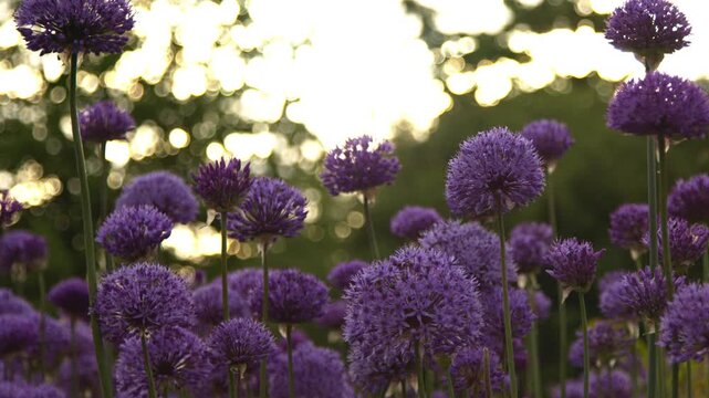 Close-up 4K video of blooming ornamental alliums (Allium giganteum) with vibrant purple spherical flower heads swaying gently in a summer garden. Selective focus.