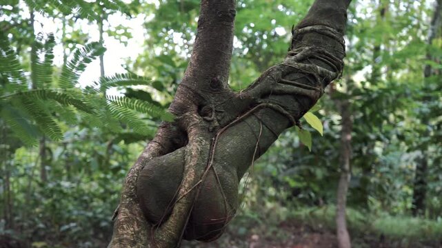 4K close-up of a unique tree branch tightly wrapped by thick strangler roots in a tropical forest.