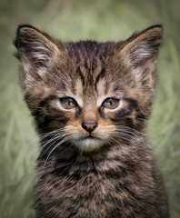 Scottish WildCat Kitten Portrait © Victoria