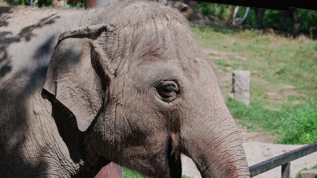 close up of an elephant