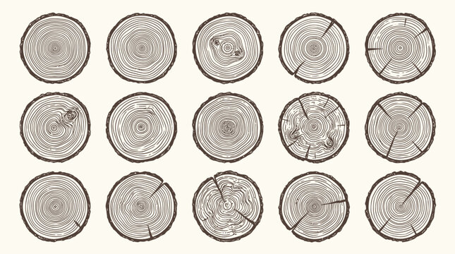 A collection of tree trunk cross-sections showing growth rings and cracks