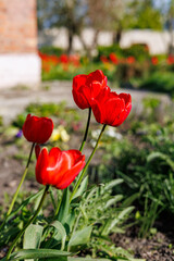 Obraz premium Close-up of vibrant red tulip flowers blooming in a spring garden on ground background