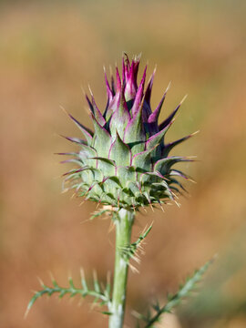 Wild Artichoke (Cynara humilis). Dwarf Thistle. Mediterranean Flora: Wild Purple Artichoke Thistle