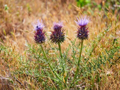 Wild Artichoke (Cynara humilis). Dwarf Thistle. Mediterranean Flora: Wild Purple Artichoke Thistle