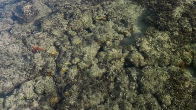 Coral Reef Surface Texture in Shallow Water During Low Tide