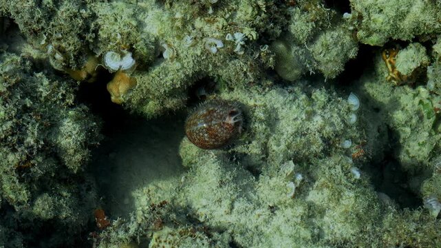 Tiger Cowrie Shell Crawling Across Coral Reef