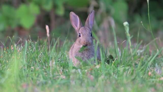 Young European Rabbit (Oryctolagus cuniculus) eating Yarrow (Achillea millefolium) from a garden lawn. July, Kent, UK [Half speed]