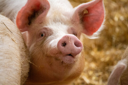Artgerechte Schweinehaltung mit Haltung in stabilen Stallgruppen, Tageslichteinfall, Stroh, Einzelfressst&auml;nden und separatem Kotbereich