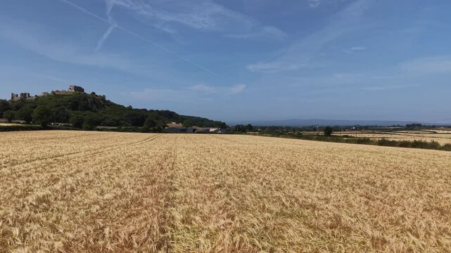 Golden Agricultural Field near Rock of Dunamase, County Laois, Ireland