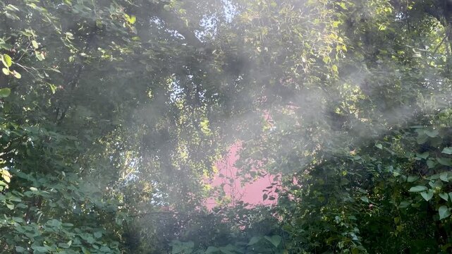 Barbecue Smoke Drifting Through Green Garden Foliage