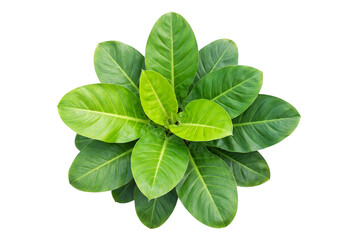 Green leaves arrangement isolated on transparent background © Photo Find