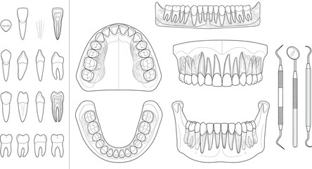 Human Teeth Anatomy Diagram with Dental Instruments and Jaw Structure Black White Vector Illustration © Anamul Arafat