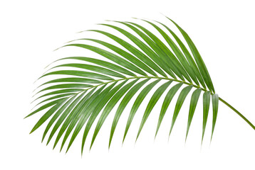 Obraz premium Palm leaf frond vibrant green isolated on transparent background