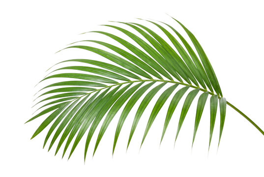 Palm leaf frond vibrant green isolated on transparent background
