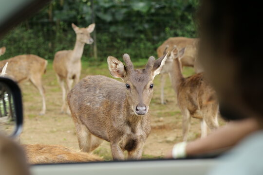 Close-up of a Javan rusa deer next to a tourist car window in a wildlife reserve