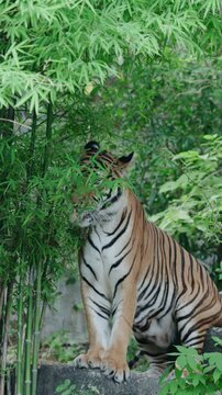 tiger in the zoo