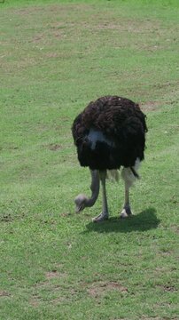 ostrich in the wild