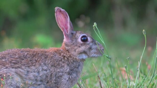 European Rabbit (Oryctolagus cuniculus) adult grazing on a garden lawn. July, Kent, UK [Half speed]