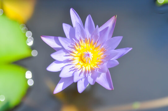 purple lotus or Sacred Lotus or Egyptian Lotus or Nelumbo nucifera Gaertn
