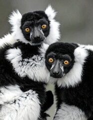 Fototapeta premium Two primates with black fur and striking white collars stare directly at the viewer, their eyes a vivid amber