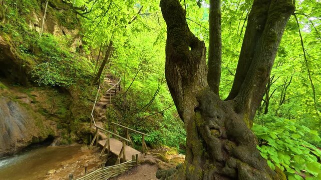 Ancient tree roots frame a tranquil waterfall. Sokobanja, Serbia.