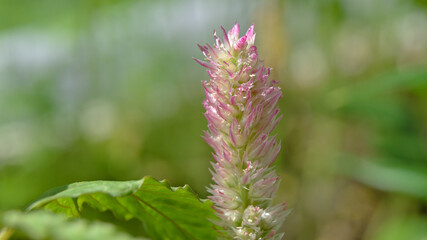 Fototapeta premium Pink plumed celosia flower in early bloom with a soft green background