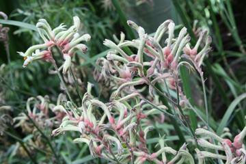Obraz premium Unusual Fuzzy Blooms of a Kangaroo Paw Plant