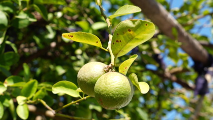 Fresh Green Limes Growing on Citrus Tree in Sunny Orchard © Shivangi
