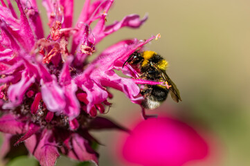 Bumblebee Foraging on Pink Flower, Concept of Insect Cognition  Description: Conceptual macro image of a bumblebee feeding from a vivid pink flower, showing precise nectar-foraging behavior. Suitable  © Iliya Mitsk