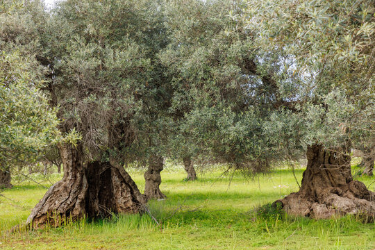 Olivenb&auml;ume auf Kreta