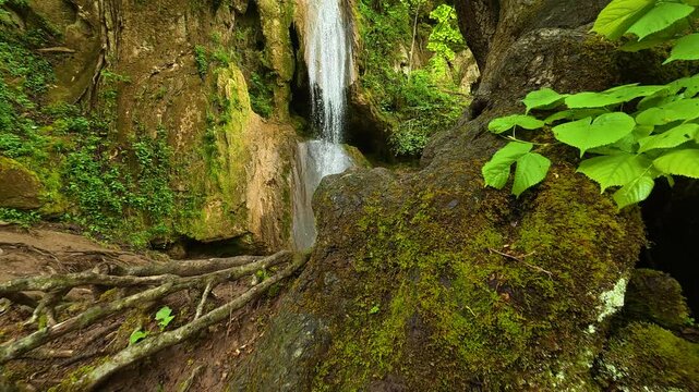 Ancient tree roots sprawl through mossy forest floor. Sokobanja, Serbia.