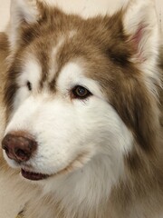siberian husky dog © evoband