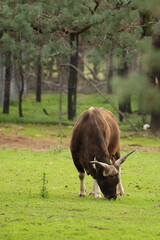 Banteng Bull Grazing in a Grassy Enclosure at a Wildlife Park © blueringmedia