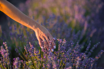 Obraz premium Lavender hand field. Woman touching purple blossoms at sunset for aromatherapy relaxation