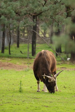 Banteng Bull Grazing in a Grassy Enclosure at a Wildlife Park
