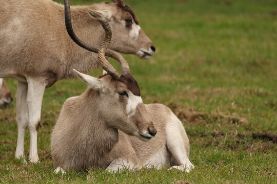 Addax Antelope Resting in a Grassy Field at a Wildlife Park