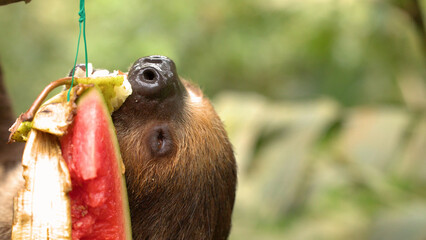 Extreme Close Up of a Brown Sloth Eating Fresh Watermelon Slice © blueringmedia