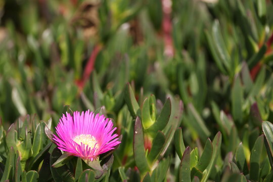 Vibrant Pink Pigface Flower Blooming in a Succulent Garden