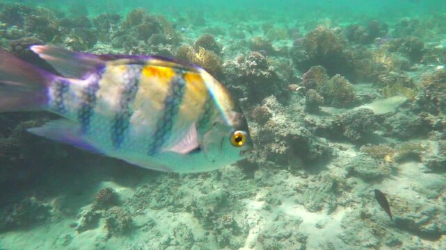 Colorful Parrotfish Swimming Over Coral Reef Underwater, Tropical Marine Life, Snorkeling Video.