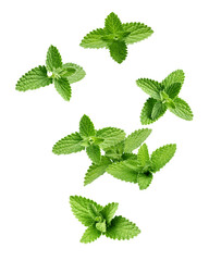 Falling Mint Leaves, spearmint, isolated, full depth of field © grey