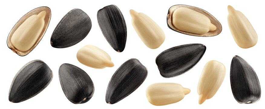 Sunflower Seed, isolated, full depth of field