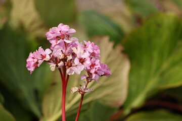 Fototapeta premium Close Up of Pink Bergenia Cordifolia Flowers in Garden
