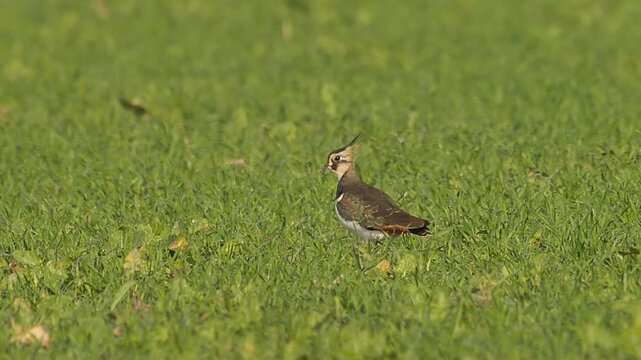 Northern Lapwing Foraging in Agricultural Field at Sunrise, Autumn Wildlife 4K