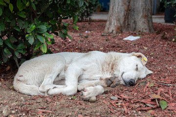 Fototapeta premium White dog sleeping on mulch in a garden