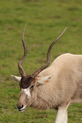 Close Up Portrait of an Addax Antelope with Long Spiral Horns © blueringmedia