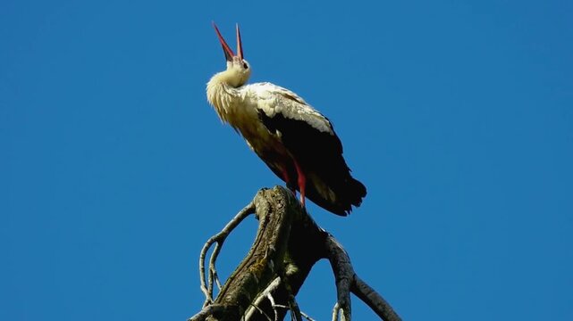 Majestic white stork perched on a dead tree branch, preening its feathers against a bright blue sky

