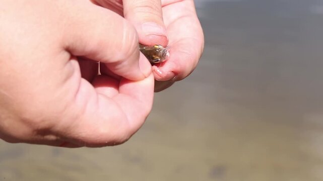 The hand holds a small fish in close-up, fingers carefully wrapping around its body and then slowly unhooking it to release the fish back into the shallow, sandy water at the water's edge.